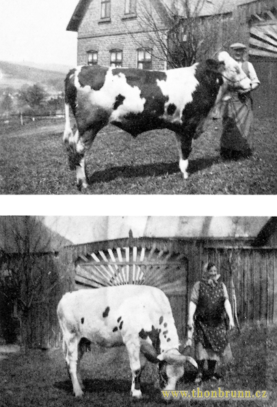Vernéřovský sedlák